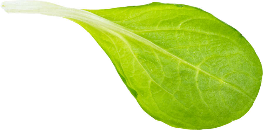 Corn Salad Leaf Cutout